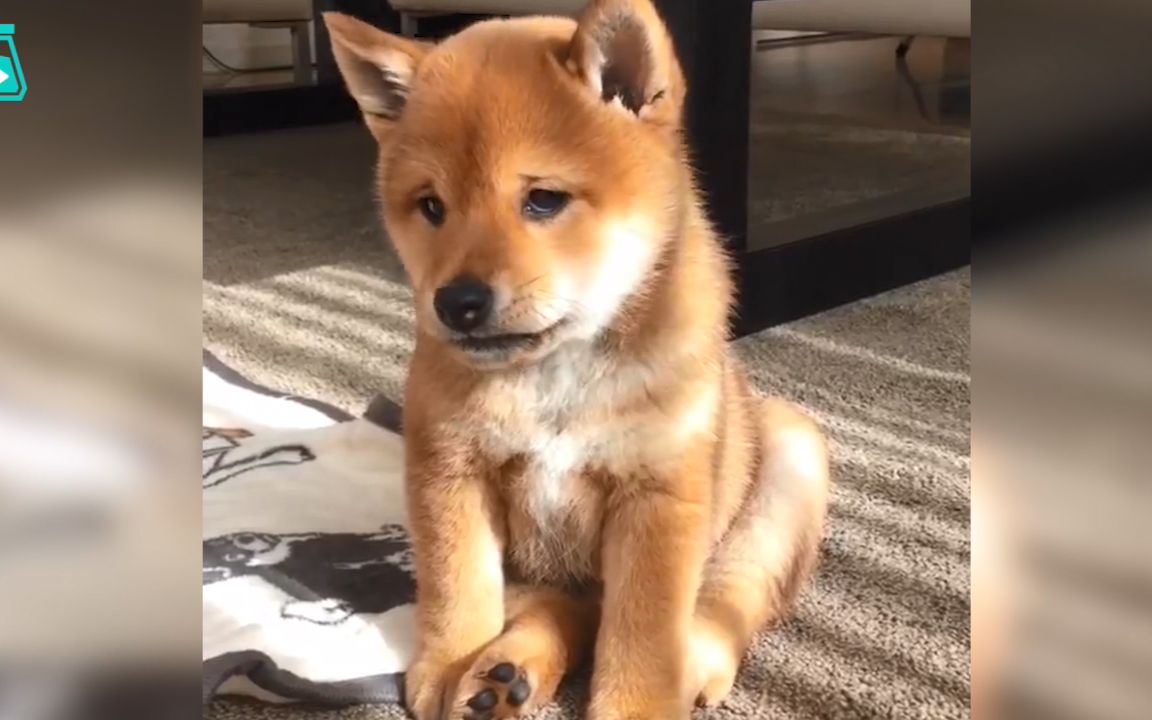 小柴犬一大早就这么不开心,想叫人怎么哄你呀?