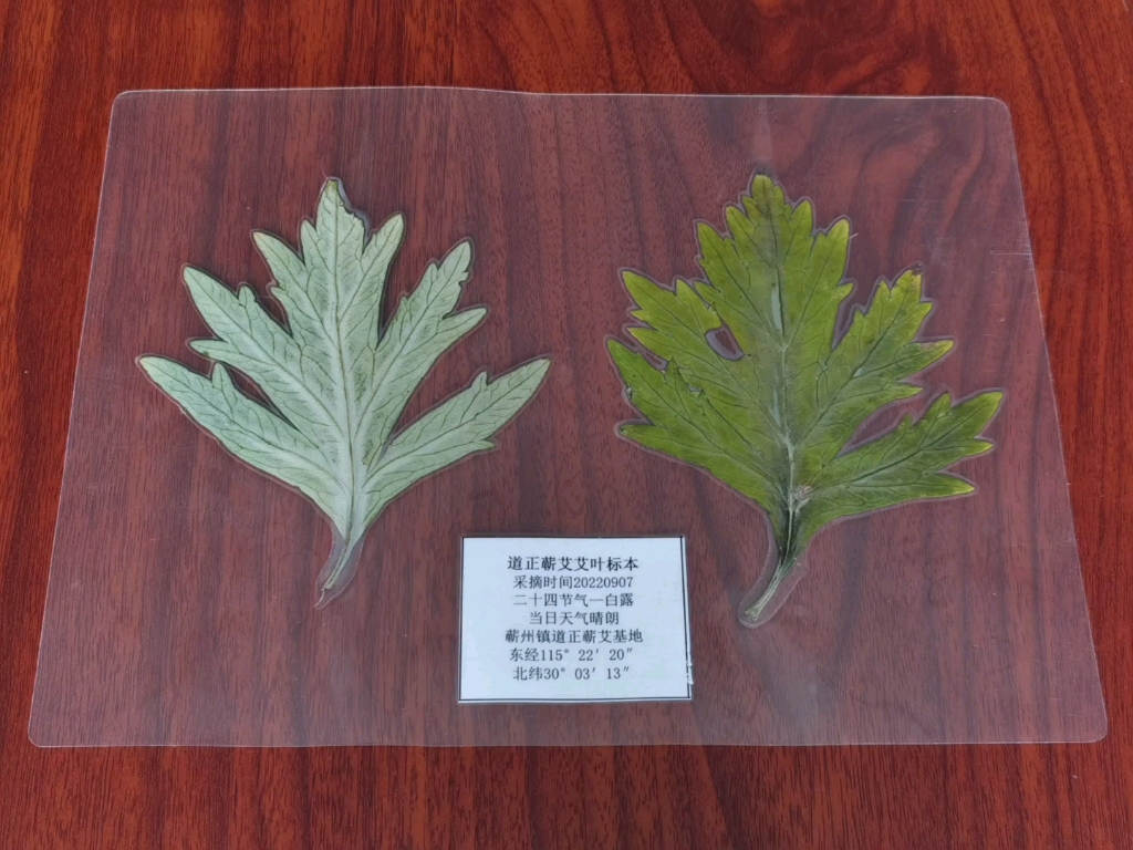 二十四节气白露制作的艾叶标本,你喜欢吗?_哔哩哔哩_bilibili
