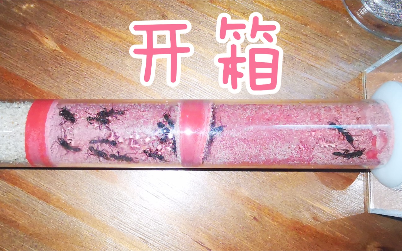 猎镰猛蚁终于到啦开箱入巢