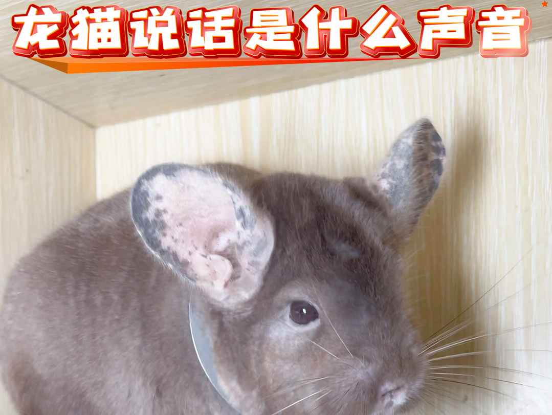 龙猫说话是什么声音