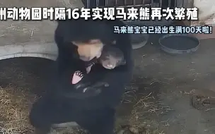 Скачать видео: 广州动物园时隔16年实现马来熊再次繁殖