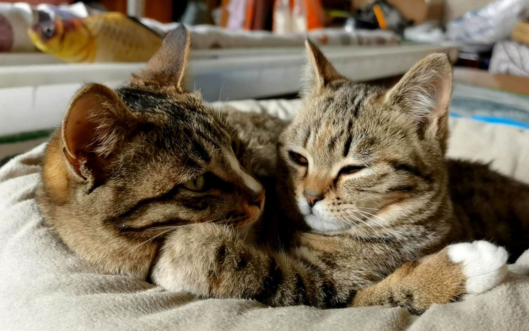两只猫相爱相杀,先打得猫毛满天飞,后抱在一起撒狗粮,你侬我侬