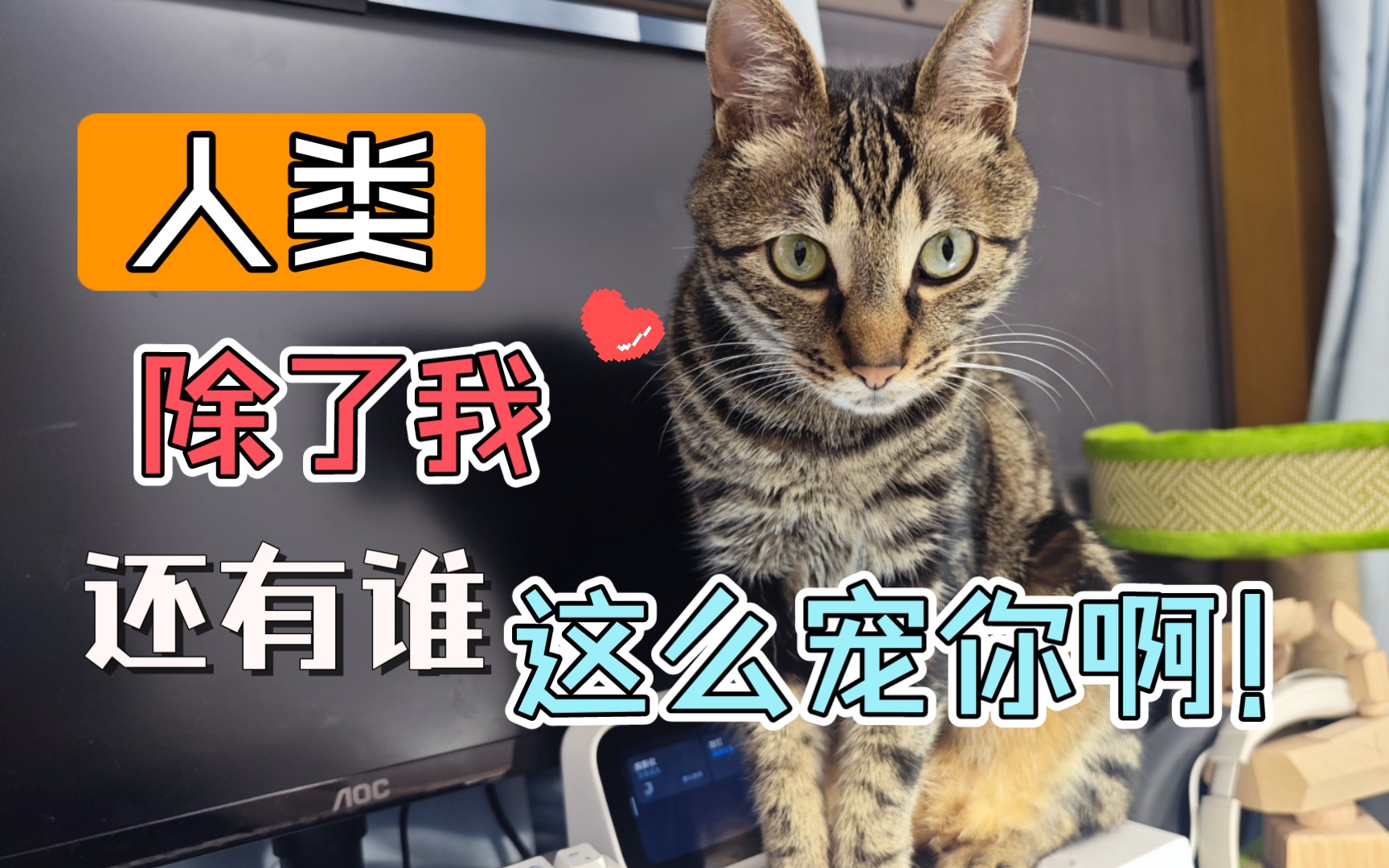 别人都是猫早上起来找人,只有我人早上起来找猫 我是猫宝人 嘿嘿