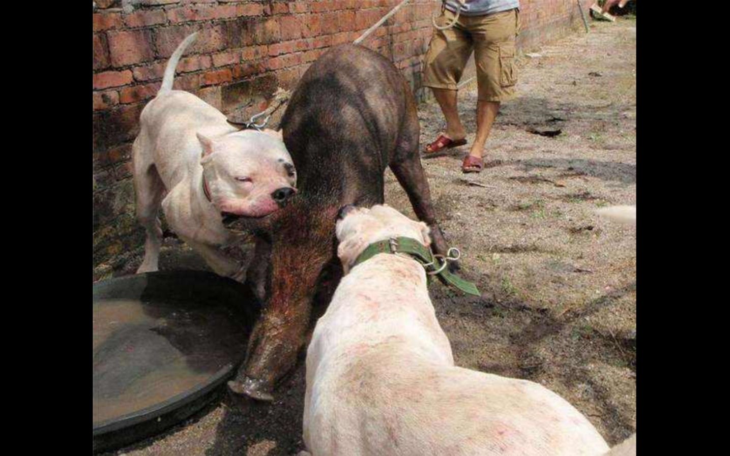 比特犬不是牛吗?挑战野猪和鬣狗试试