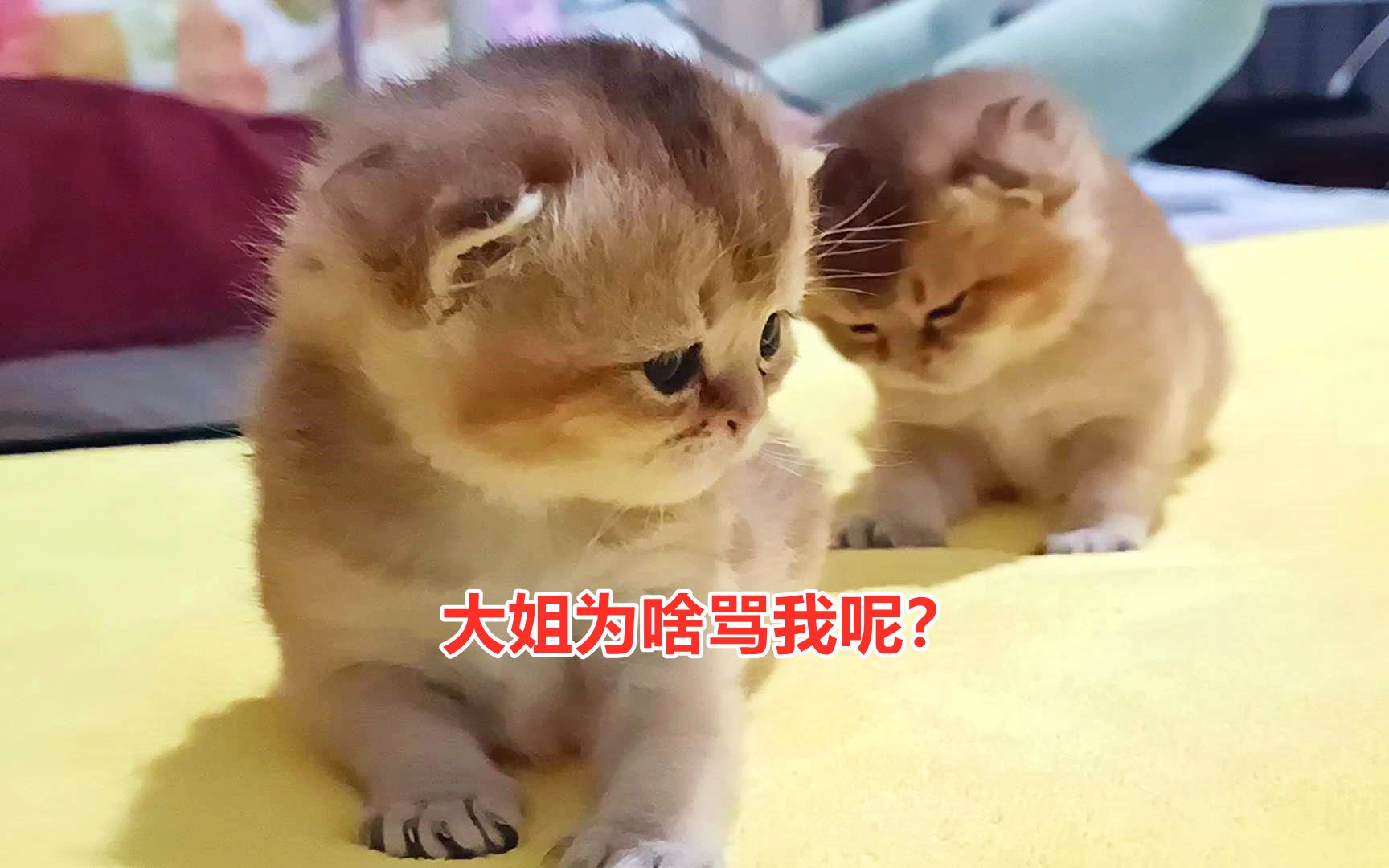 小奶猫第一次与猫姐姐亲近,猫姐姐张口就骂,它懵了,一脸委屈呀哔哩哔哩bilibili