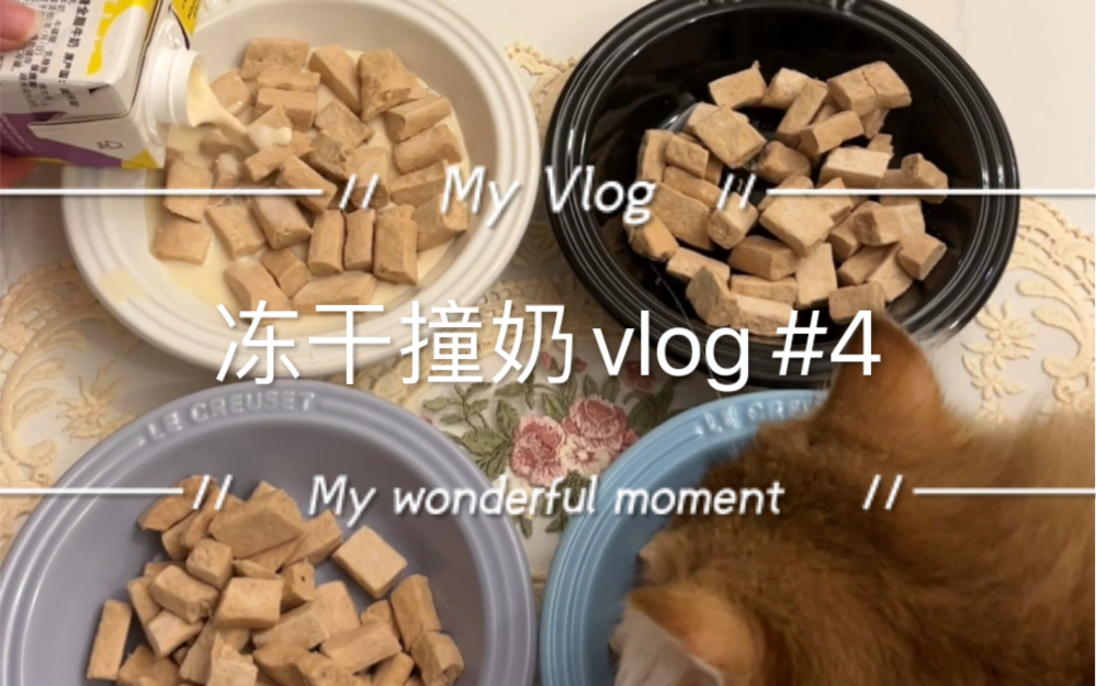 猪咪配餐vlog #4|爱立方鸭肉冻干哔哩哔哩bilibili