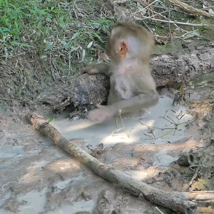 猴子在泥坑里洗澡