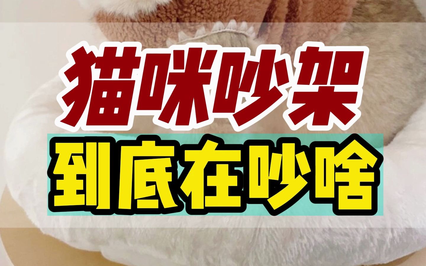 喵语翻译官上线:骂的真脏啊.