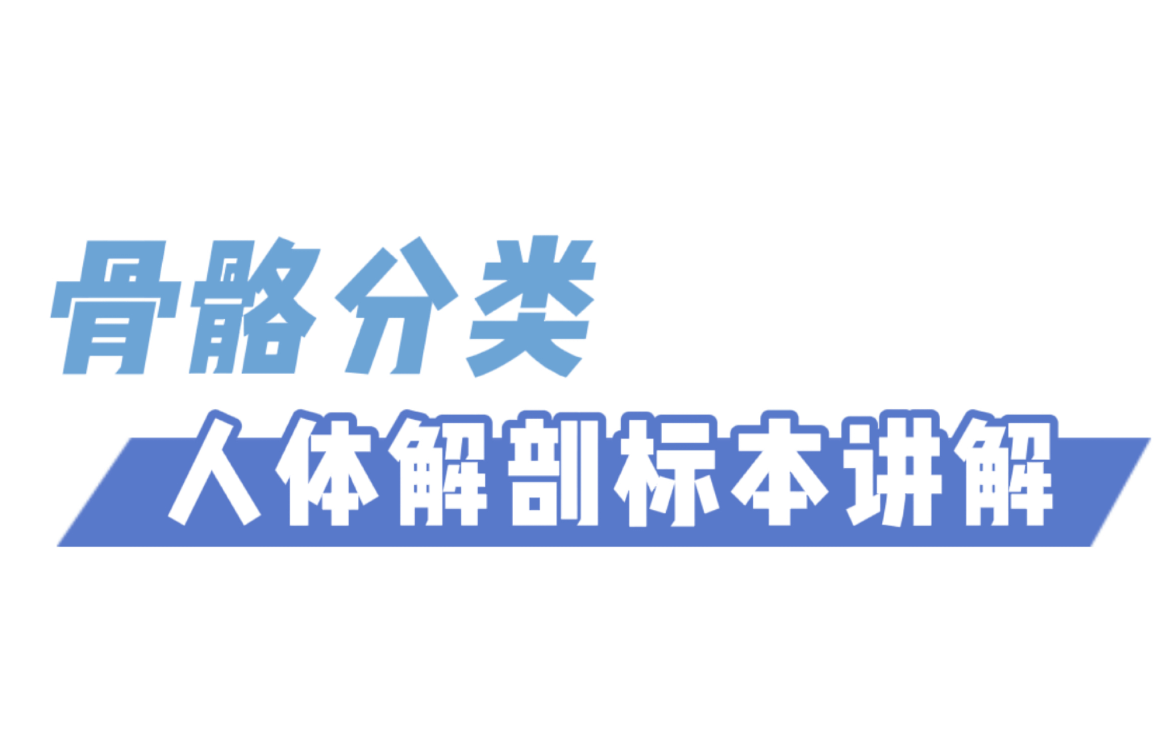 人体骨骼的分类,你知道了吗?哔哩哔哩bilibili