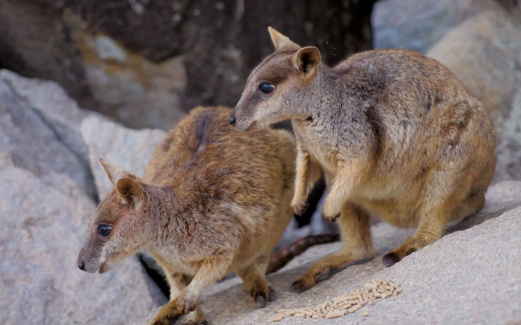 澳大利亚小袋鼠