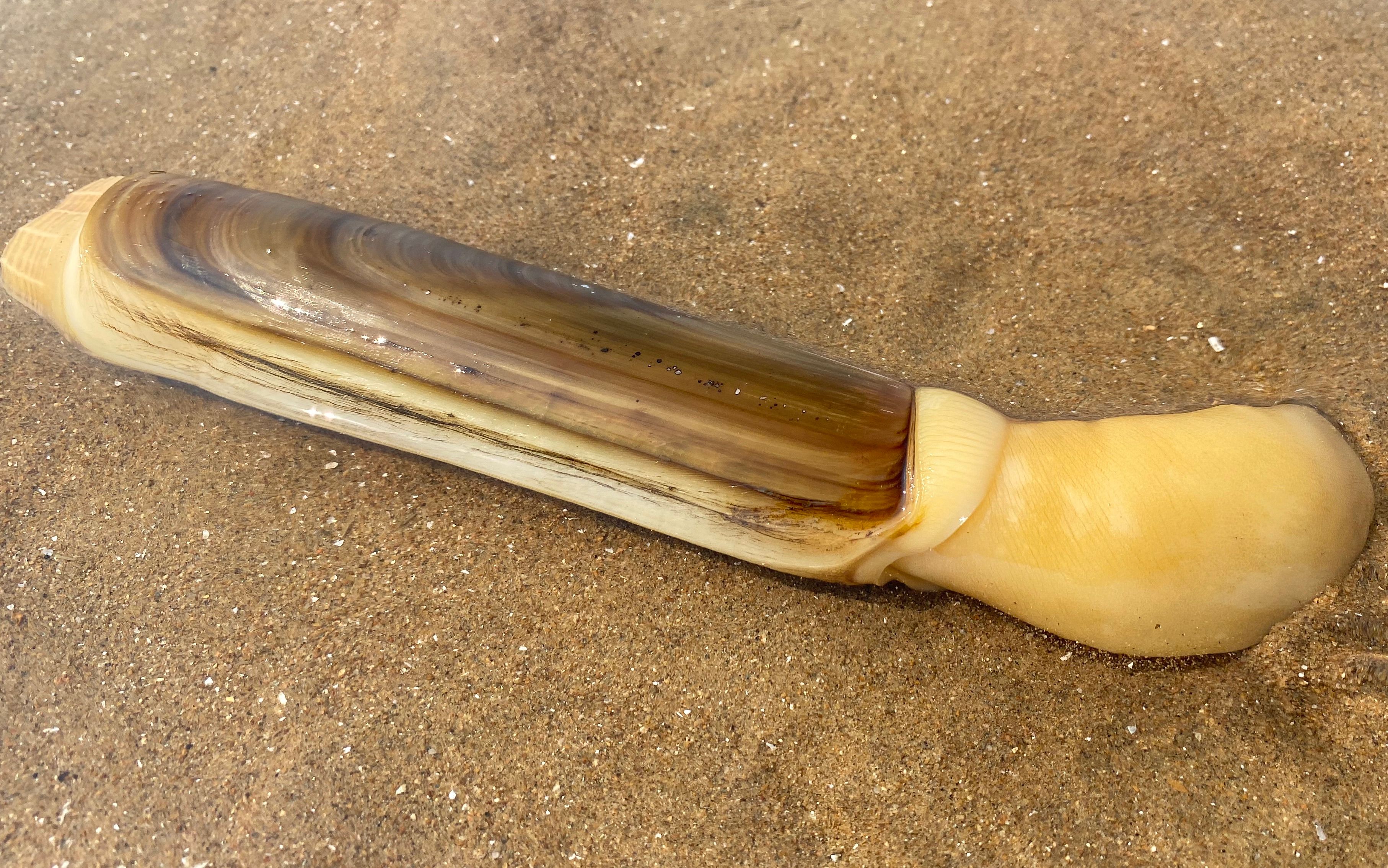 大庆赶海大海退潮后抓到比手掌都大的蛏子居然还可以钻进沙里