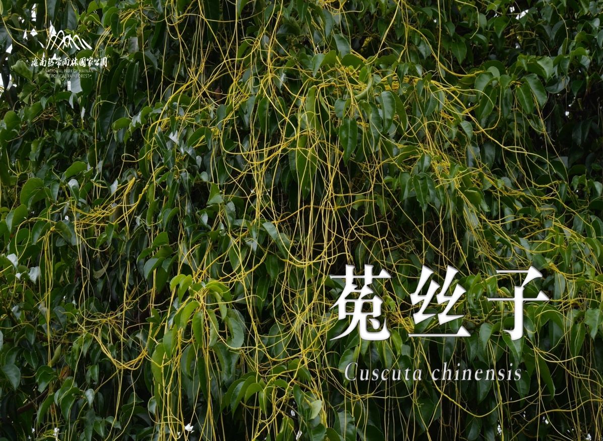 第136集:植物篇|说不清的缠绵——菟丝子哔哩哔哩bilibili