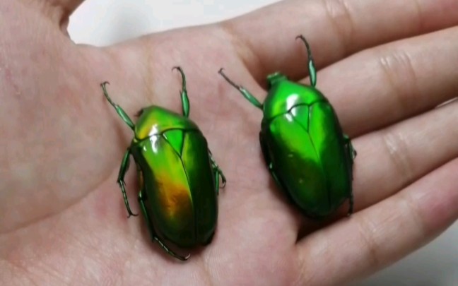 两只云南的罗花金龟