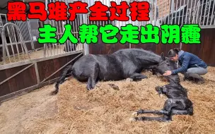 Download Video: 黑马惊险生崽过程！小马刚出生就不幸夭折，黑马最后却因祸得福