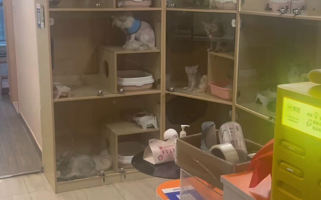 成华区奥园广场猫咖转让