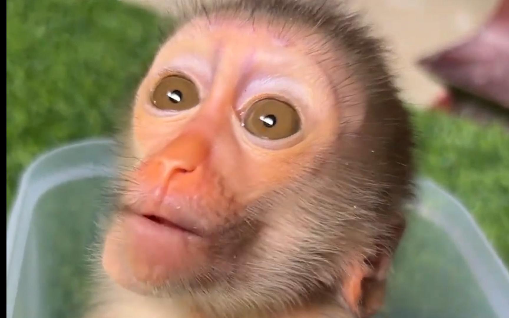 豚尾猴宝吃蛋糕