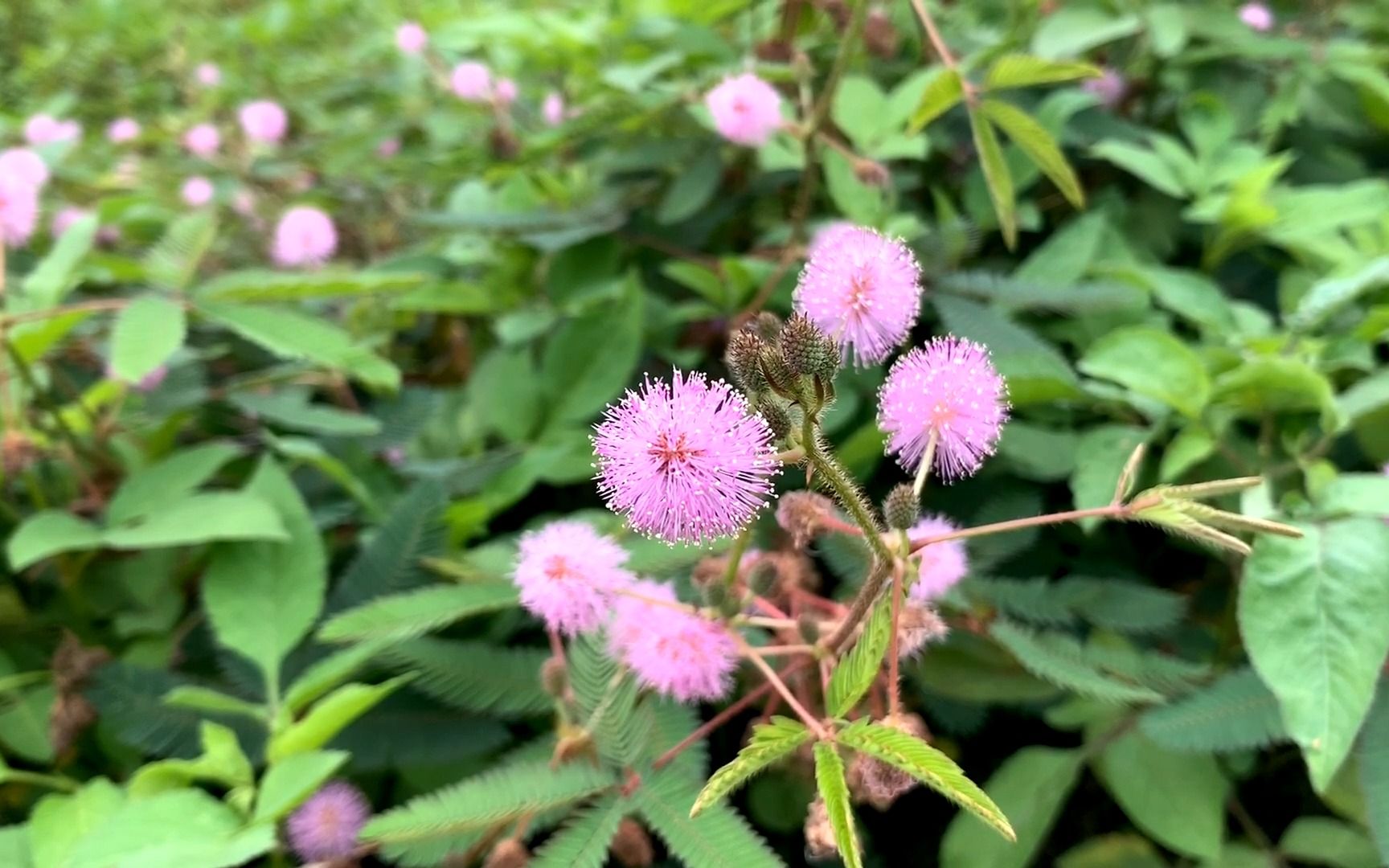 含羞草的花像图片