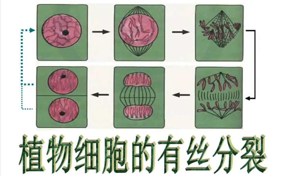 [图]生物老师唱有丝分裂口诀