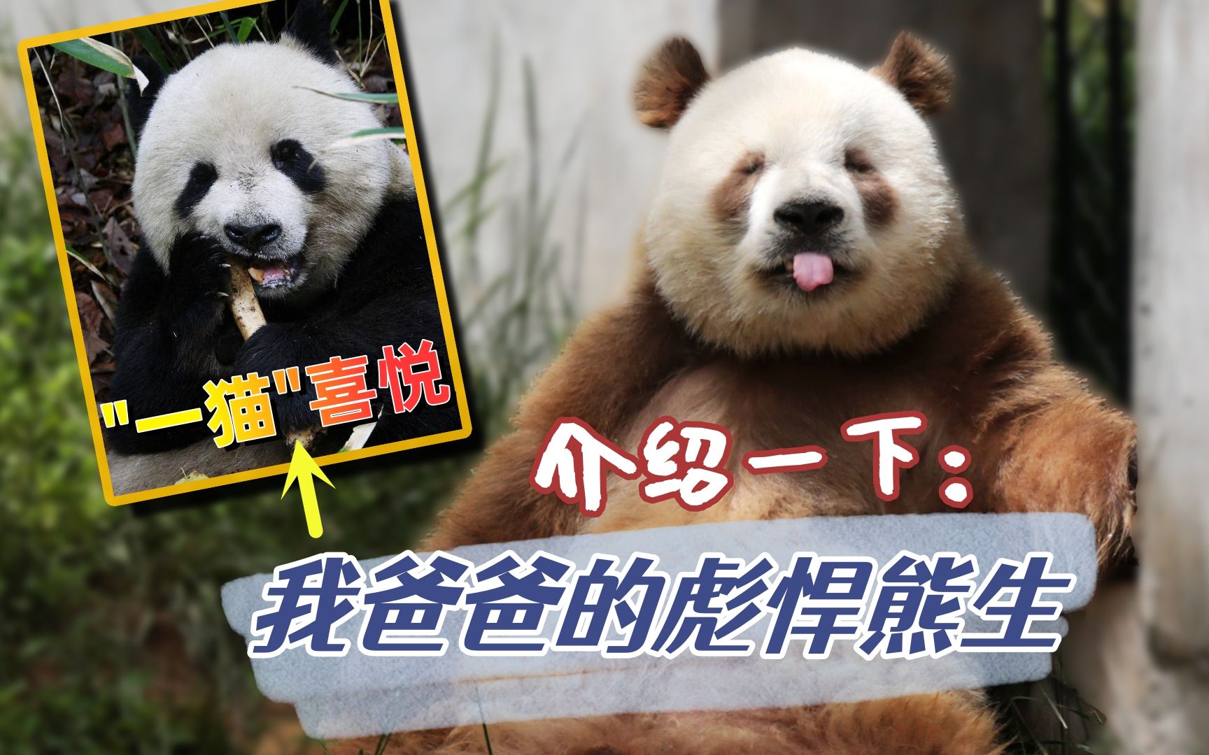 七仔亲爹“一猫”喜悦的故事：吃荤干架抢配偶，花甲之年还去参加交配权大战，难怪七仔敢咬阿宝的耳朵-嗨胖哒-嗨胖哒-哔哩哔哩视频