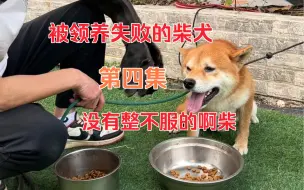 Download Video: 被领养失败的柴犬第四集（没有整不服的啊柴一）