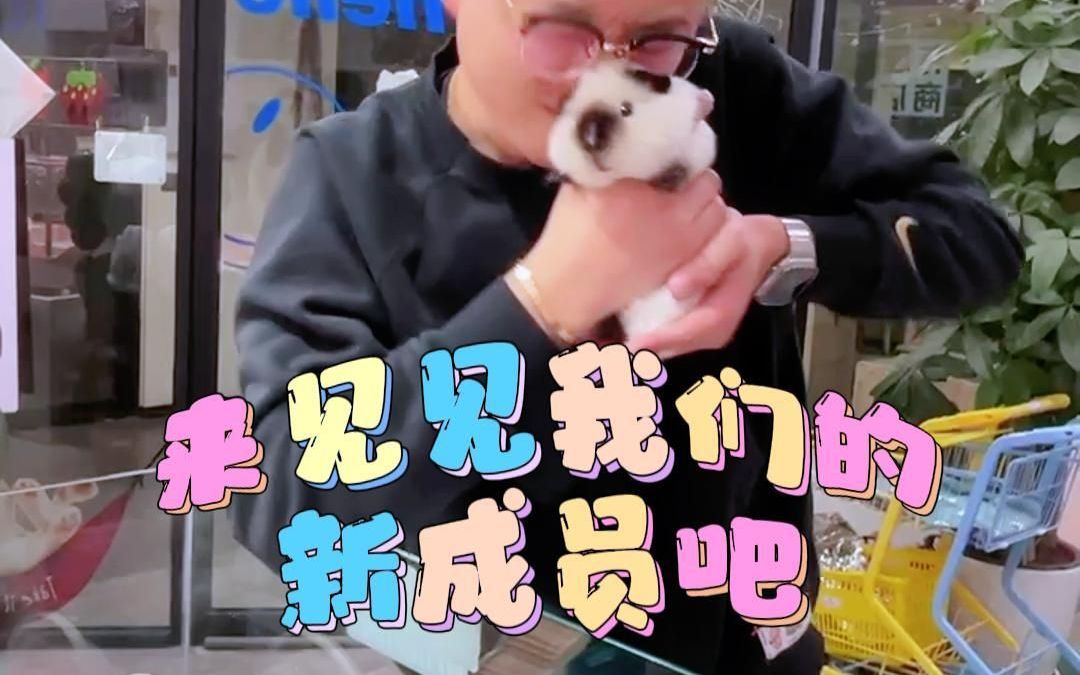 一起来给小荷兰猪起个名字吧!哔哩哔哩bilibili