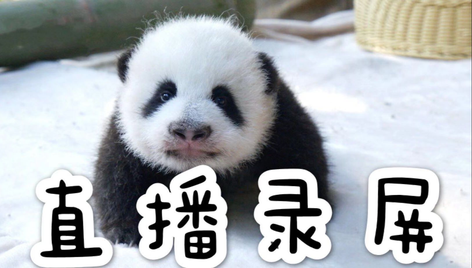 panda.tv=pandatv女团综艺
