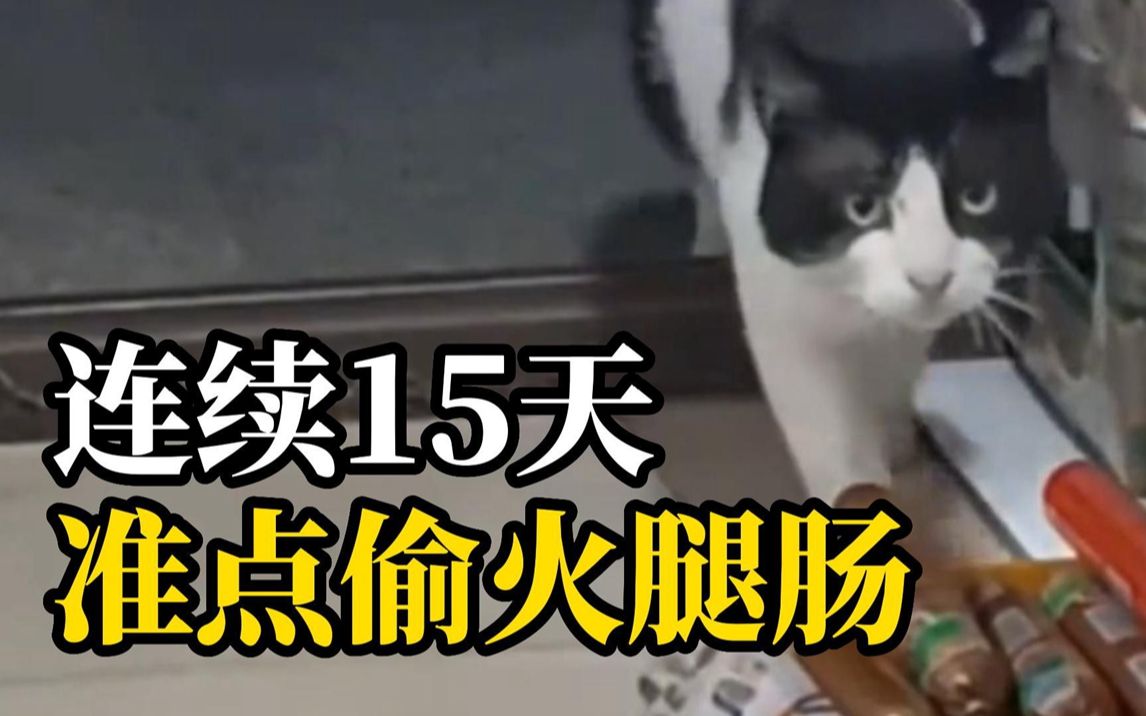 猫咪连续15天去超市偷火腿肠,只偷3块的