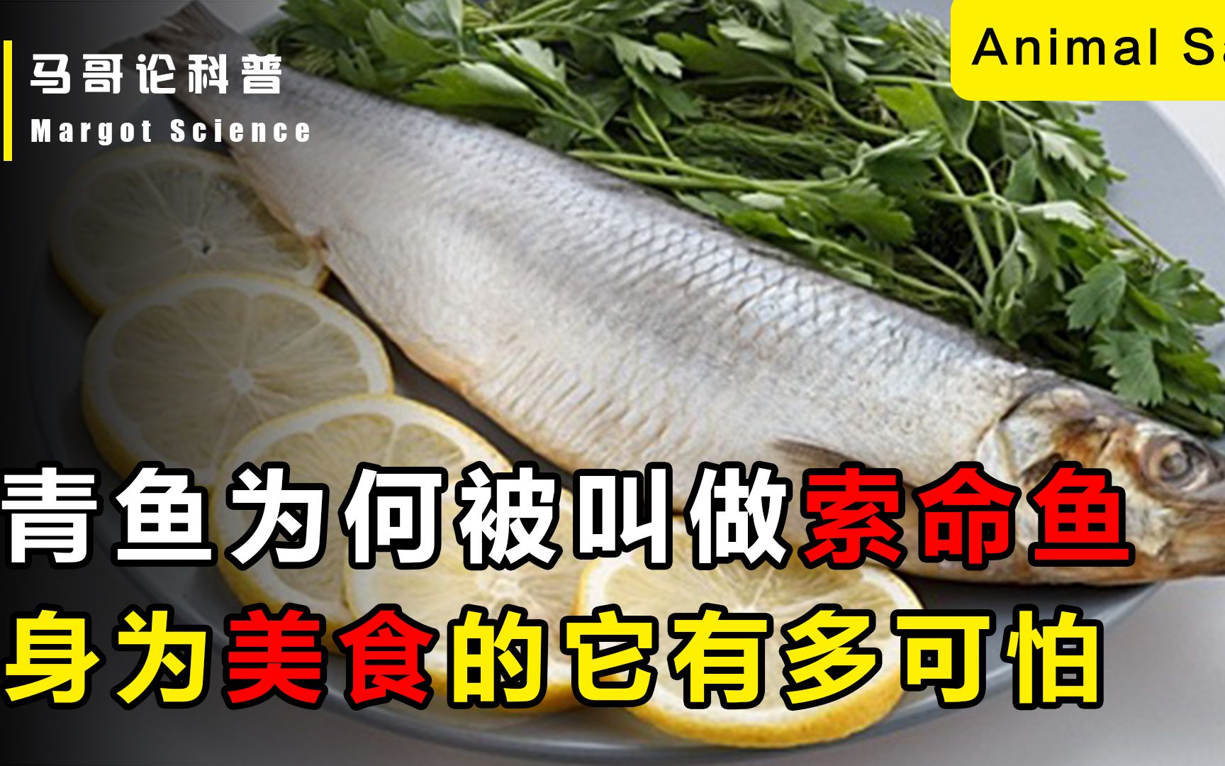 青鱼为何被叫做“索命鱼”?被人当成美食的它,到底有多可怕?哔哩哔哩bilibili