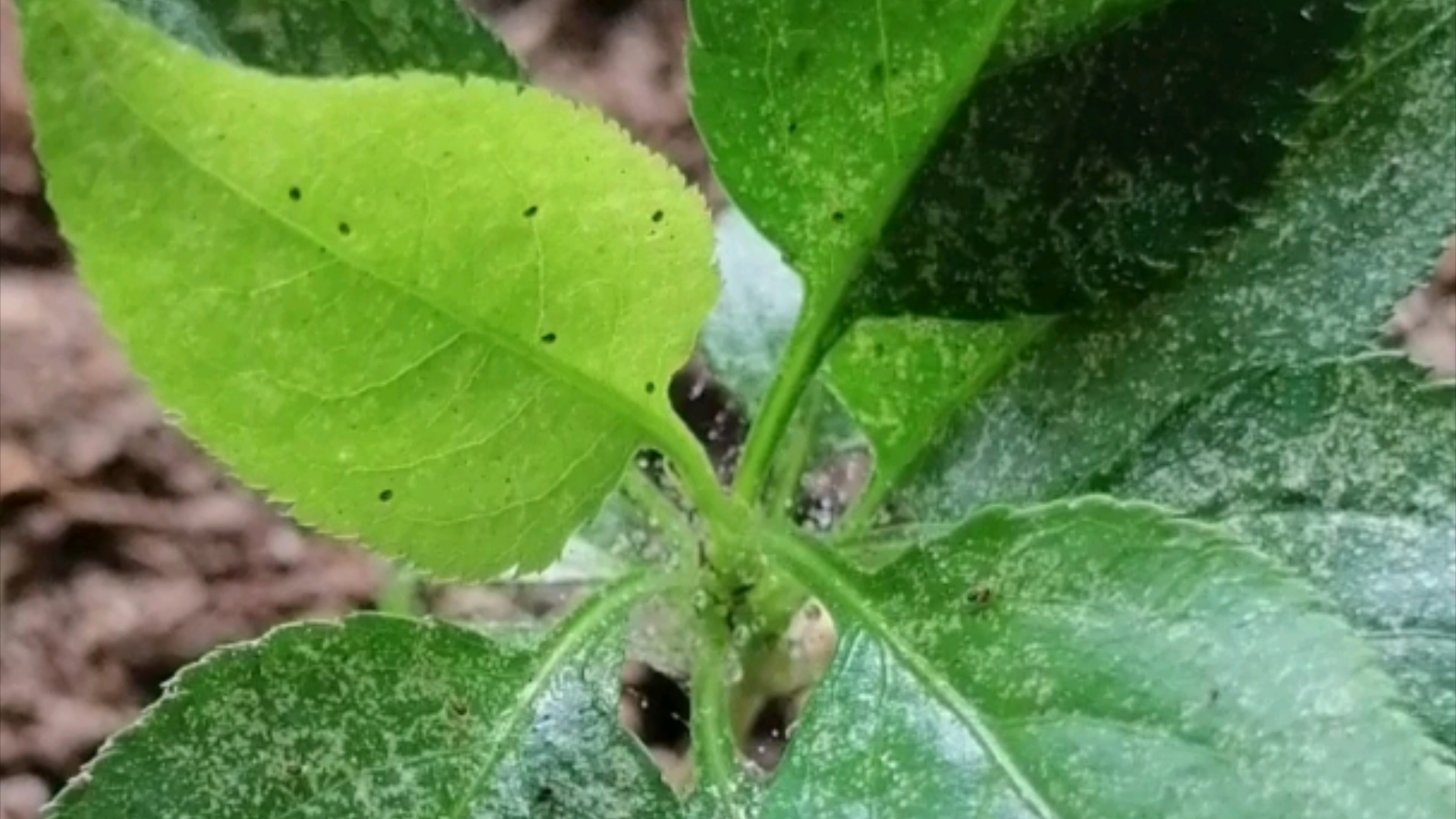 红蜘蛛怕醋图片