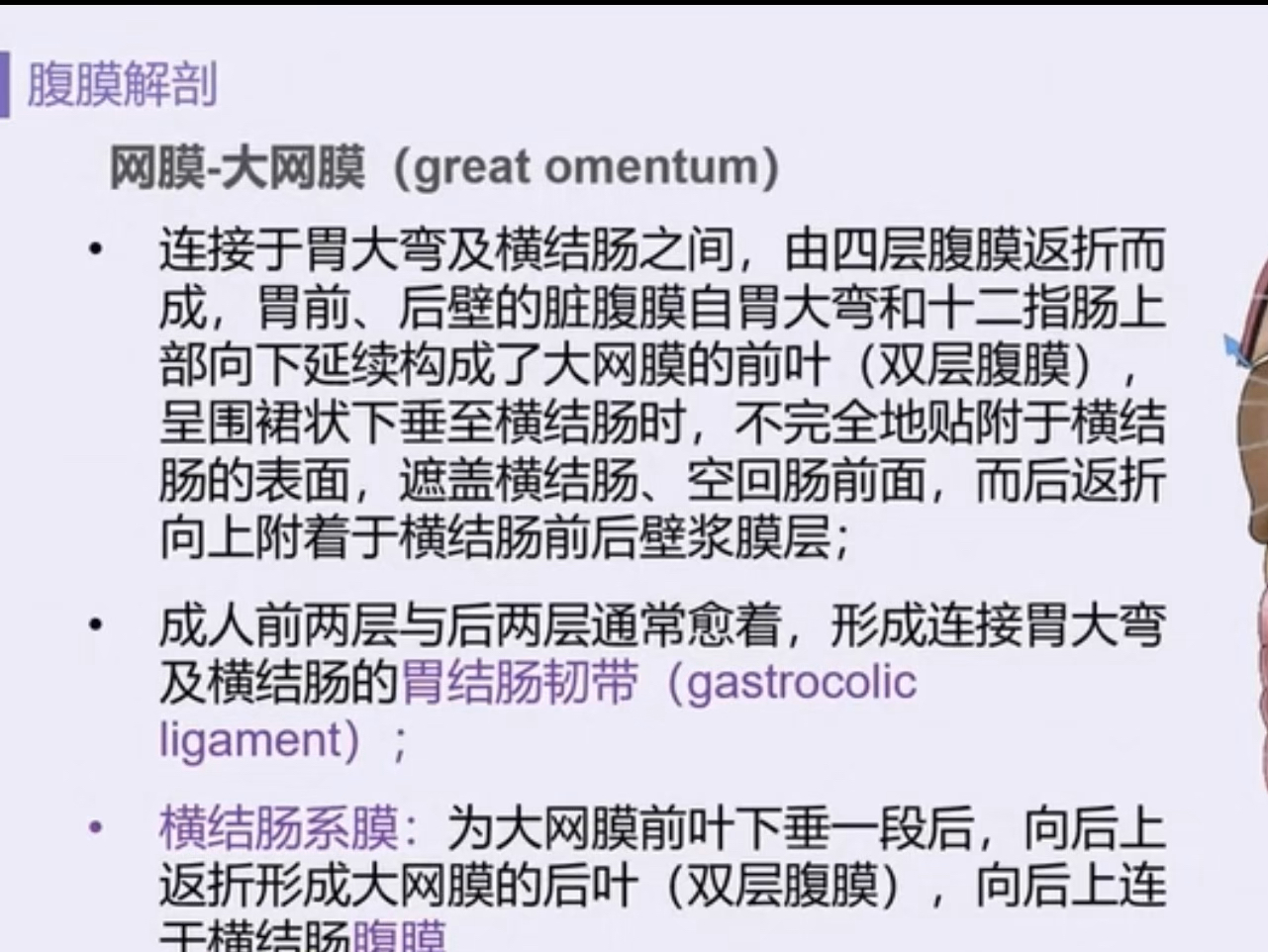 手把手教你读懂腹部CT(胃肠篇共30讲)03腹腔影像解剖哔哩哔哩bilibili