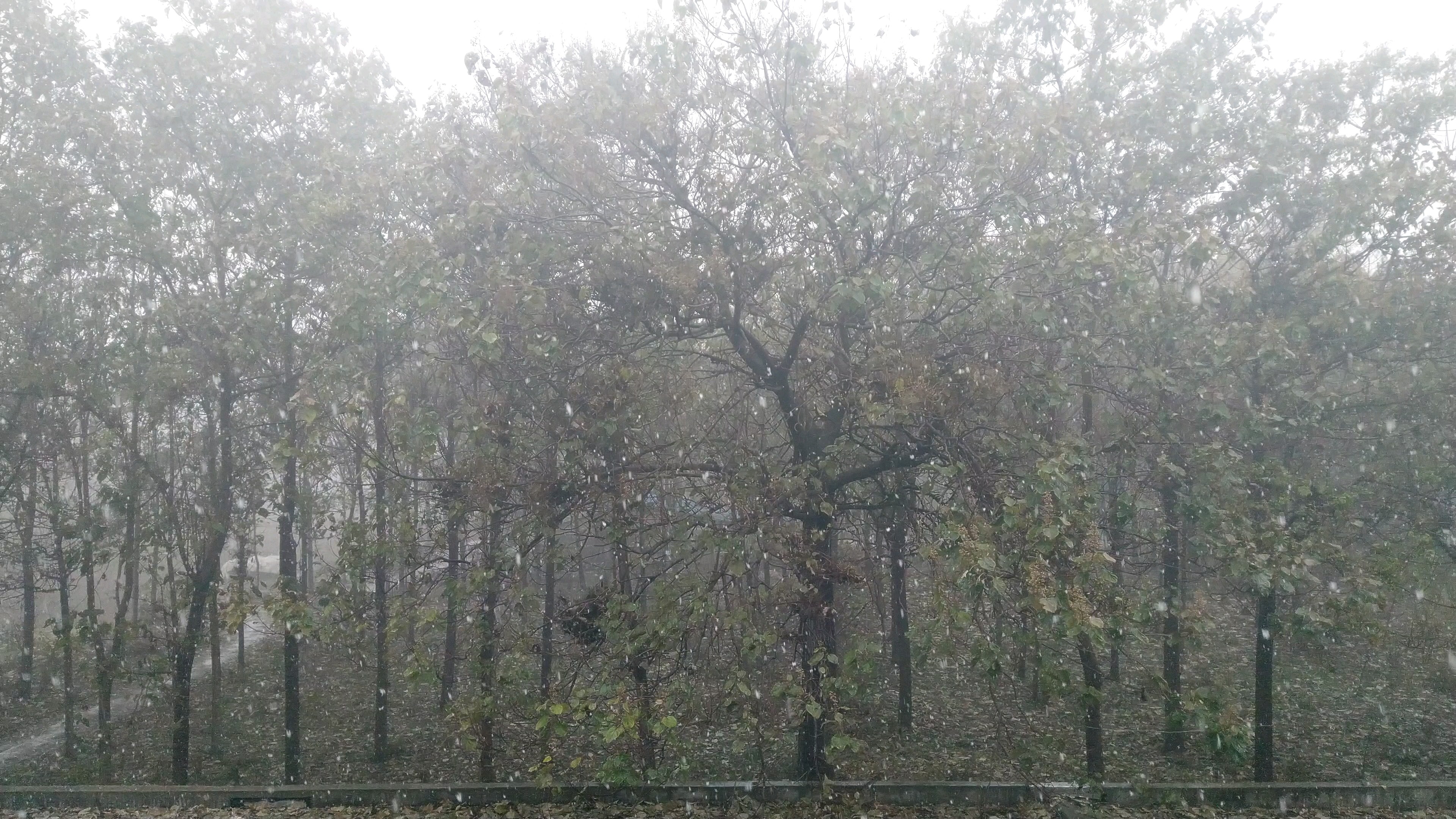 [图]雪花洒落的季节。