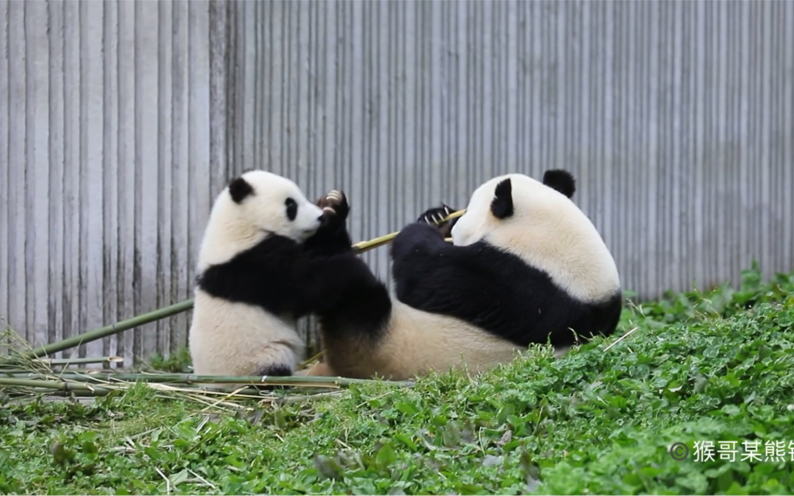 【大熊猫小白兔】210424耿达,妈!喝个奶咯!(滚开,不要打扰老娘吃竹子!