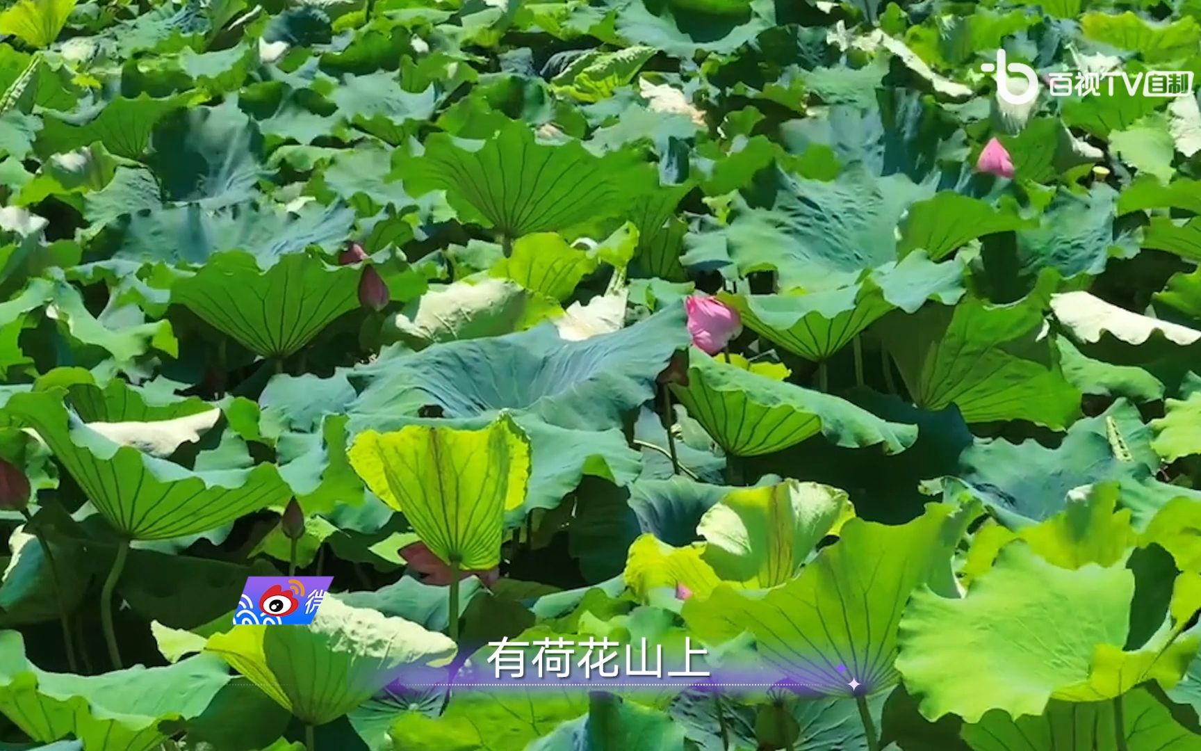 东游西游不如“龙游”哔哩哔哩bilibili