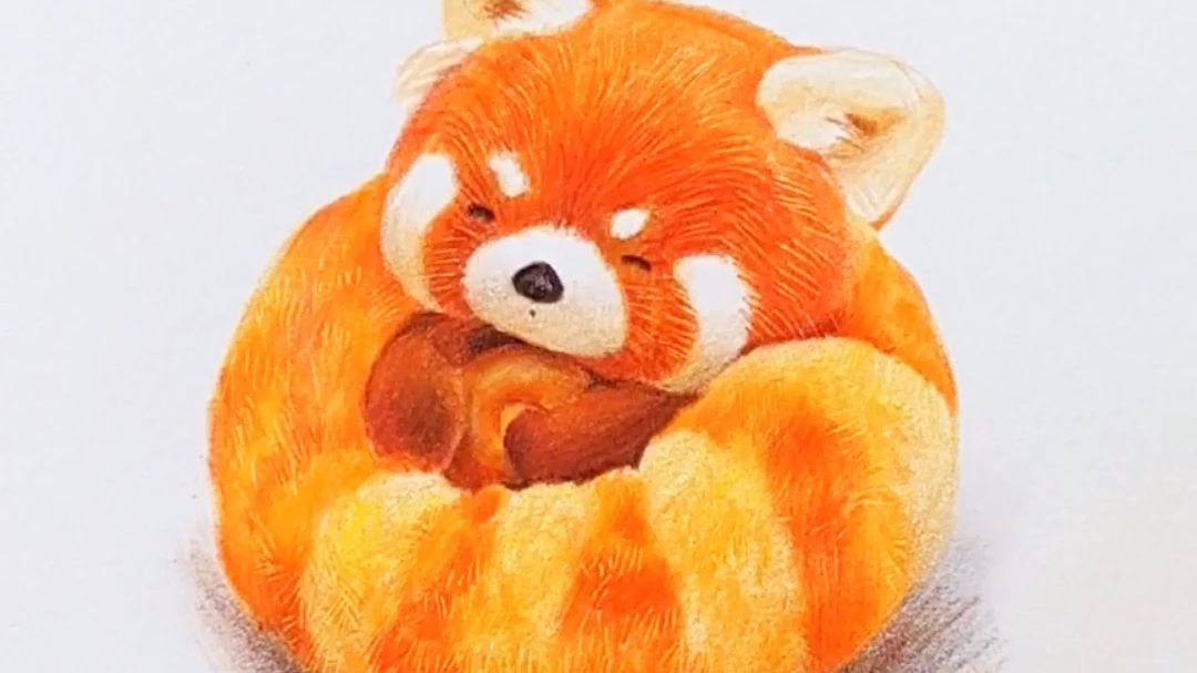 【彩铅手绘】小浣熊的教程