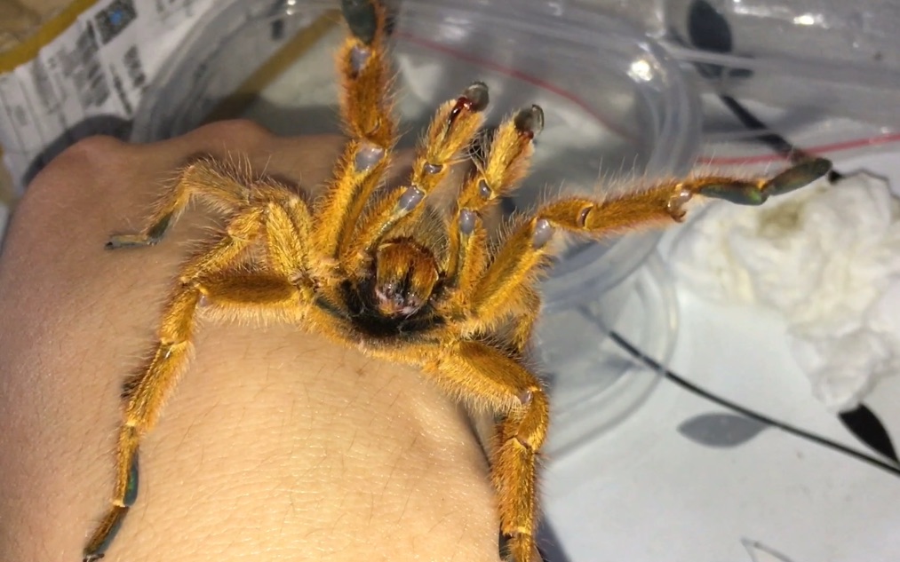 成体橙巴布开箱上手疯狂亮牙 b站最强作死极限秀操作!