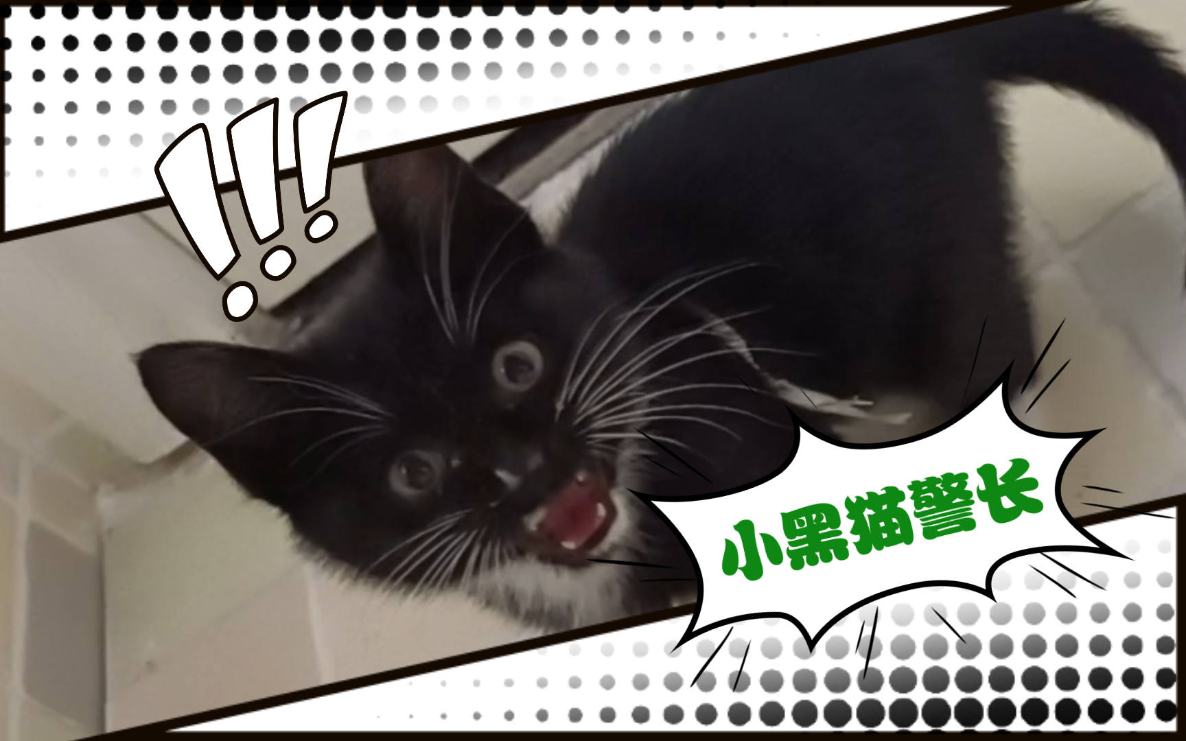 【小黑猫警长日记34】我拉的屎真香!史珍香!