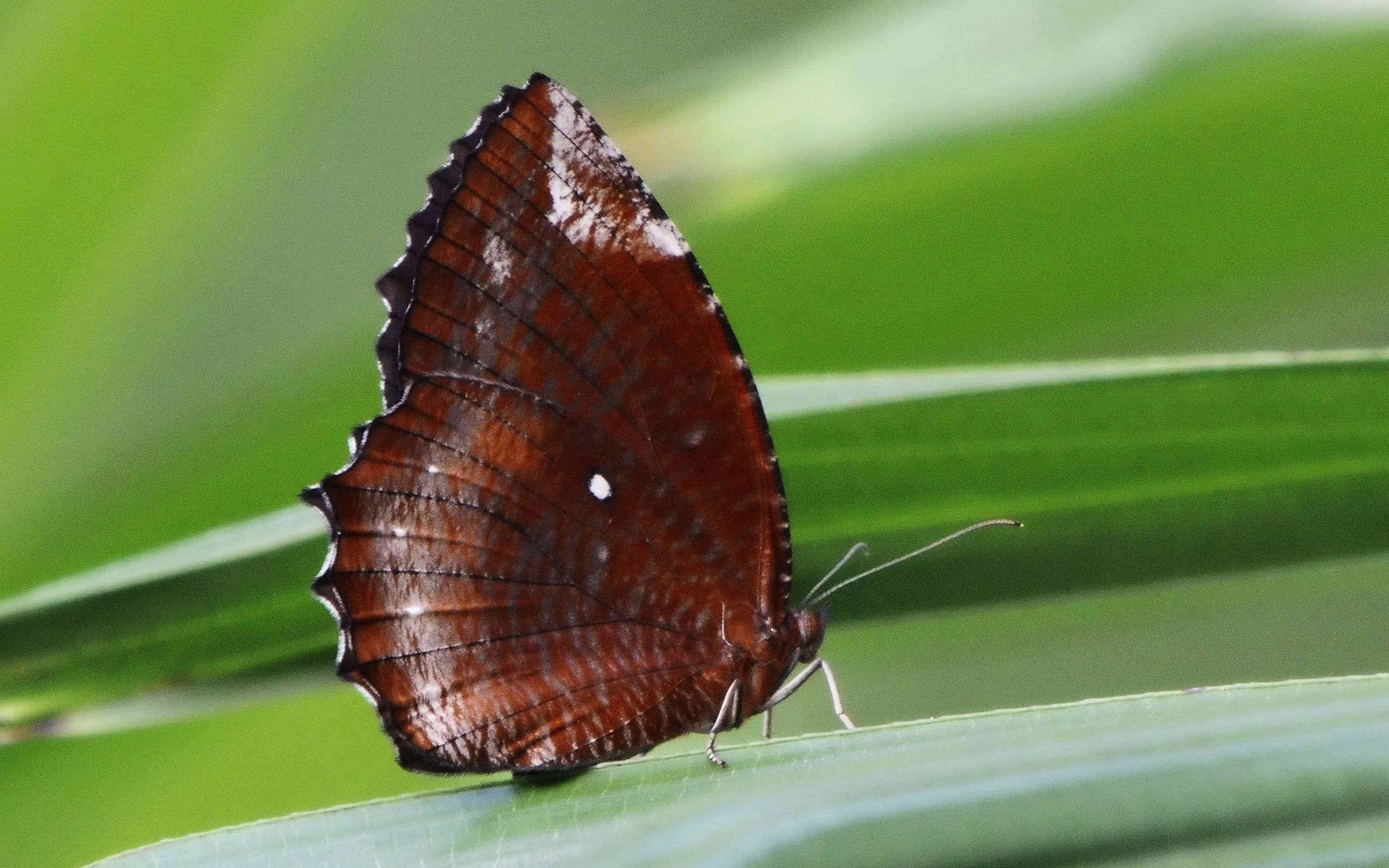 【行为图鉴】翠袖锯眼蝶 站叶上
