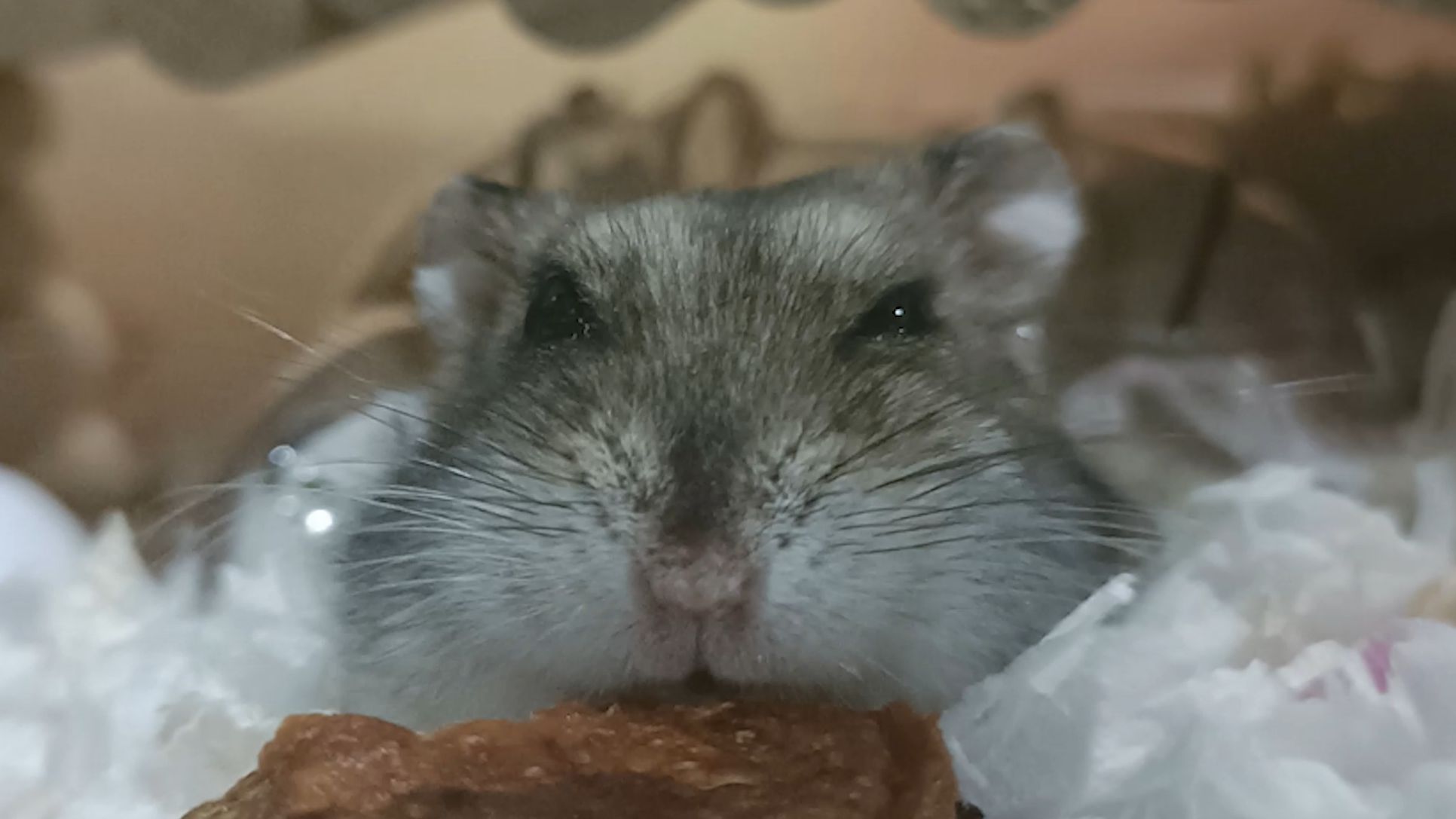 独眼帅哥和他的小饼干店铺