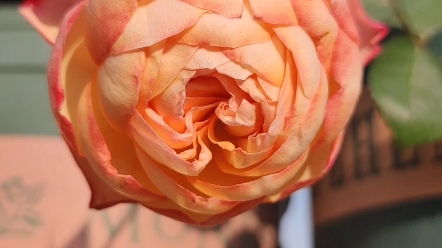 月季之古典香水