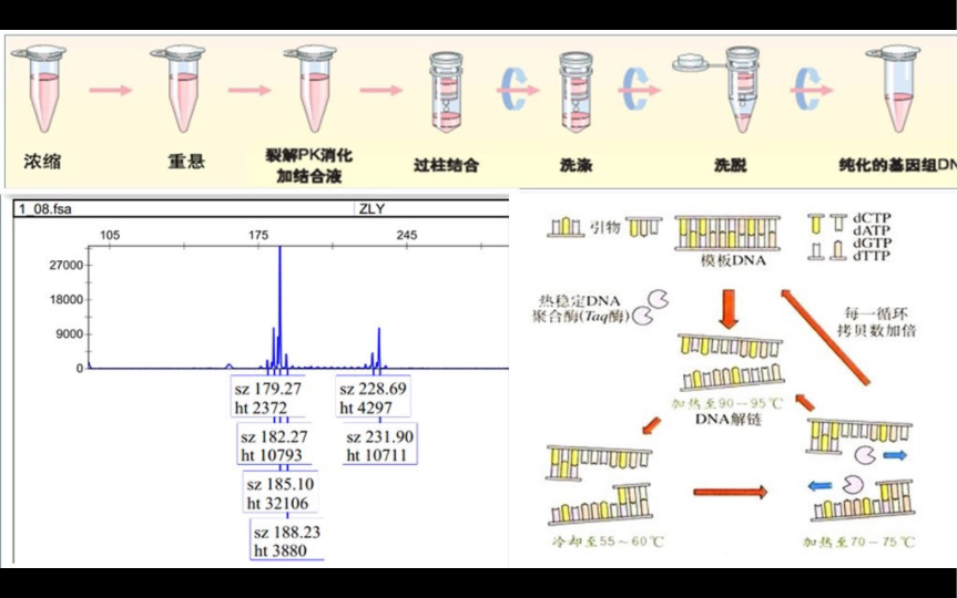 什么是亲子鉴定原理?哔哩哔哩bilibili