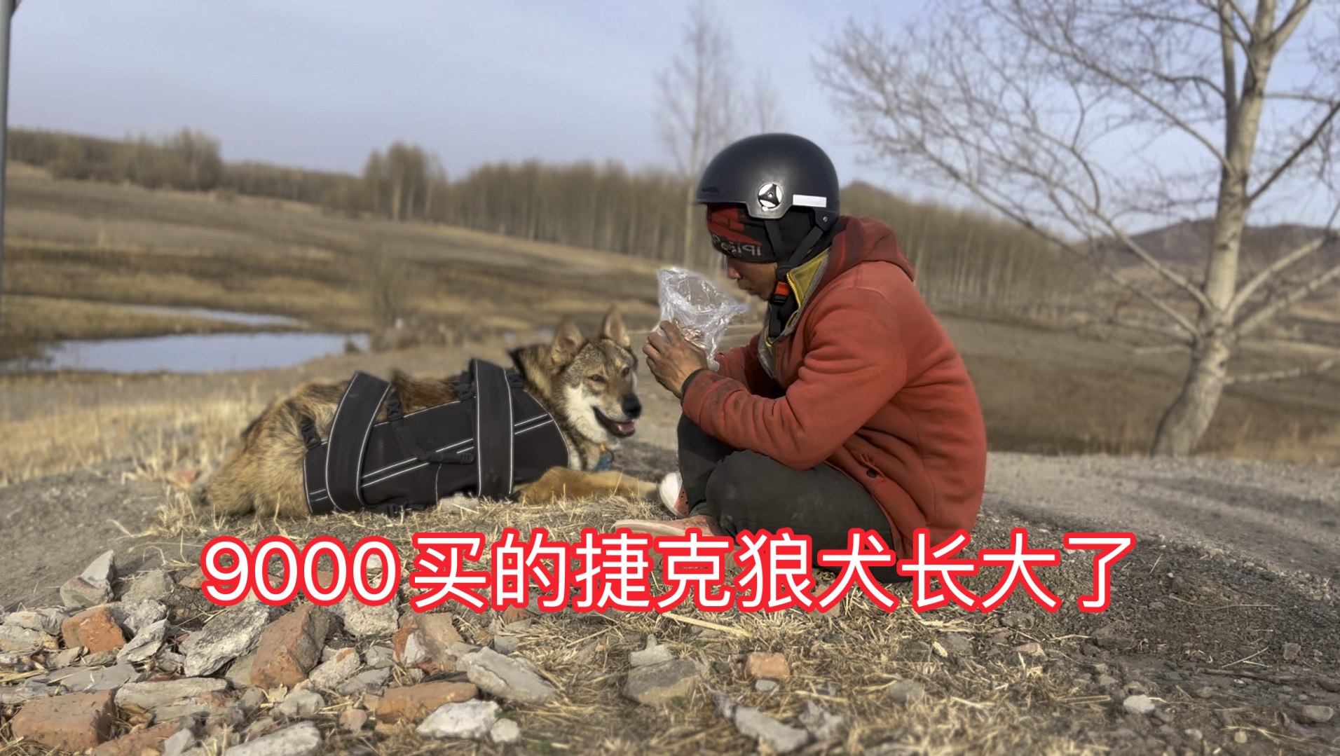 [图]9000买了一只捷克狼犬，长大了。人见人爱，今天又被路人投喂一斤多牛肉