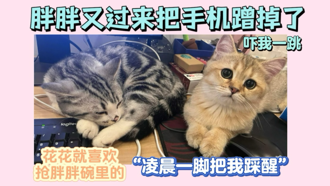 【低保】和猫猫在一起|陪伴助眠|时隔半个月的复播哔哩哔哩bilibili