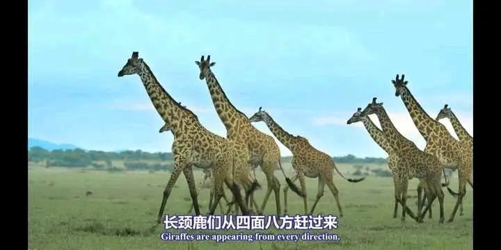 发现要迟到的长颈鹿