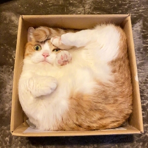 the shy:vn不行,我想玩上单飞机