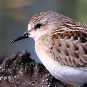 驴粪蛋儿——棕头鸦雀【慢放版】