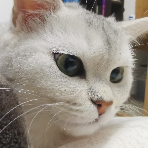 活动作品银渐层震惊居然发现还有猫怕的东西