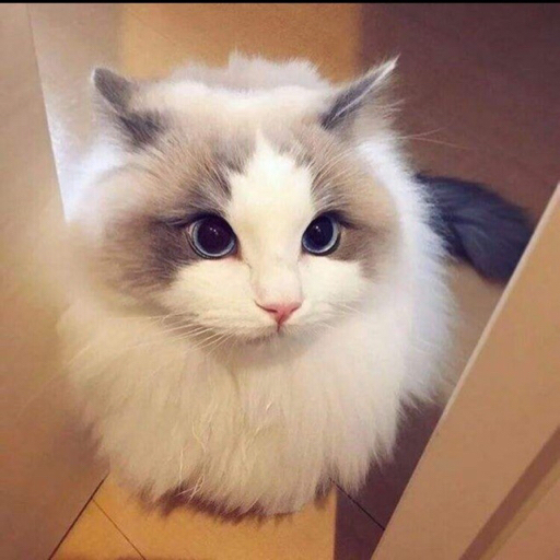 骨立哥