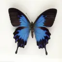 Thumbnail for 泛乎若不系