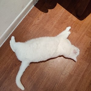 音也 Sun 星野源cover Hb To Samizu 游戏社