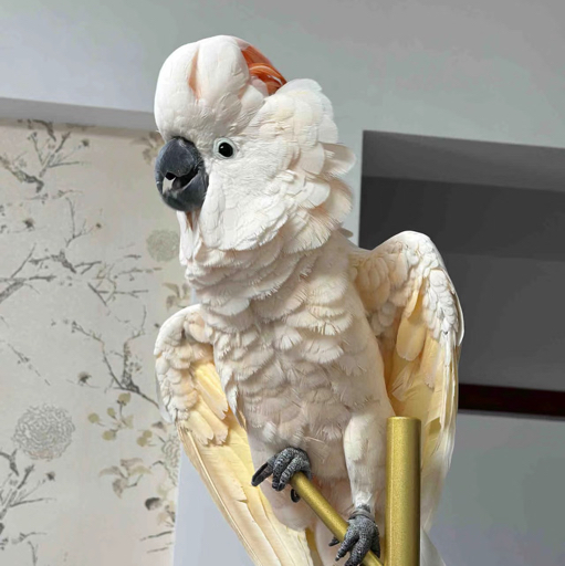 奶茶泡泡家的小鹦鹉